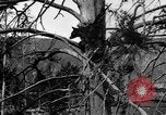 Immagine di Parco Nazionale di Yellowstone Wyoming United States USA, 1917, secondo 15 filmato di repertorio 65675048437