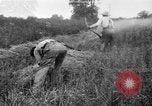 Immagine di Falce United States USA, 1917, secondo 1 filmato di repertorio 65675048440
