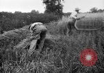 Immagine di Falce United States USA, 1917, secondo 3 filmato di repertorio 65675048440