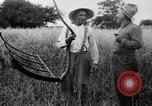 Immagine di Falce United States USA, 1917, secondo 34 filmato di repertorio 65675048440