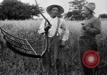 Immagine di Falce United States USA, 1917, secondo 35 filmato di repertorio 65675048440