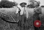 Immagine di Falce United States USA, 1917, secondo 36 filmato di repertorio 65675048440