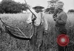 Immagine di Falce United States USA, 1917, secondo 38 filmato di repertorio 65675048440