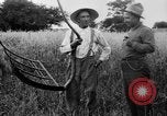 Immagine di Falce United States USA, 1917, secondo 42 filmato di repertorio 65675048440