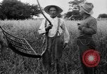 Immagine di Falce United States USA, 1917, secondo 43 filmato di repertorio 65675048440