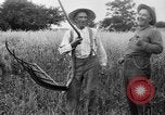 Immagine di Falce United States USA, 1917, secondo 46 filmato di repertorio 65675048440