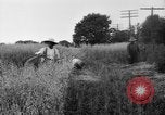 Immagine di Falce United States USA, 1917, secondo 51 filmato di repertorio 65675048440