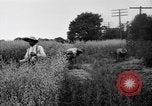 Immagine di Falce United States USA, 1917, secondo 54 filmato di repertorio 65675048440