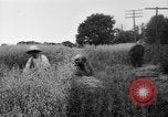 Immagine di Falce United States USA, 1917, secondo 55 filmato di repertorio 65675048440