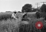Immagine di Falce United States USA, 1917, secondo 56 filmato di repertorio 65675048440