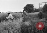 Immagine di Falce United States USA, 1917, secondo 57 filmato di repertorio 65675048440