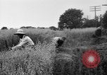 Immagine di Falce United States USA, 1917, secondo 60 filmato di repertorio 65675048440