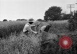 Immagine di Falce United States USA, 1917, secondo 61 filmato di repertorio 65675048440