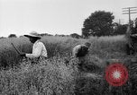 Immagine di Falce United States USA, 1917, secondo 62 filmato di repertorio 65675048440