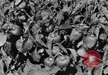 Immagine di Chiesa Spagna, 1956, secondo 21 filmato di repertorio 65675048553