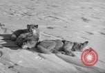 Immagine di Eskimos La Groenlandia, 1957, secondo 44 filmato di repertorio 65675048557