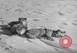 Immagine di Eskimos La Groenlandia, 1957, secondo 45 filmato di repertorio 65675048557
