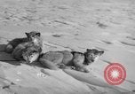 Immagine di Eskimos La Groenlandia, 1957, secondo 49 filmato di repertorio 65675048557