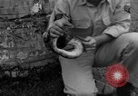 Image boa constrictor de bébé Panama, 1953, de la seconde 29 séquences d'archives historiques vidéo 65675048571