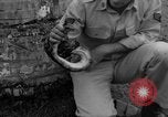 Image boa constrictor de bébé Panama, 1953, de la seconde 30 séquences d'archives historiques vidéo 65675048571