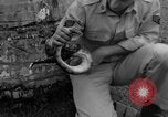 Image boa constrictor de bébé Panama, 1953, de la seconde 31 séquences d'archives historiques vidéo 65675048571