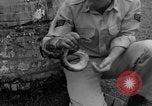 Image boa constrictor de bébé Panama, 1953, de la seconde 32 séquences d'archives historiques vidéo 65675048571
