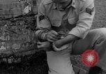 Image boa constrictor de bébé Panama, 1953, de la seconde 33 séquences d'archives historiques vidéo 65675048571