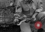 Image boa constrictor de bébé Panama, 1953, de la seconde 35 séquences d'archives historiques vidéo 65675048571