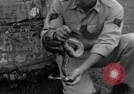 Image boa constrictor de bébé Panama, 1953, de la seconde 36 séquences d'archives historiques vidéo 65675048571