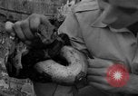 Image boa constrictor de bébé Panama, 1953, de la seconde 37 séquences d'archives historiques vidéo 65675048571