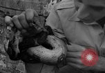 Image boa constrictor de bébé Panama, 1953, de la seconde 39 séquences d'archives historiques vidéo 65675048571