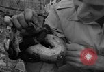 Image boa constrictor de bébé Panama, 1953, de la seconde 40 séquences d'archives historiques vidéo 65675048571
