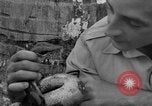 Image boa constrictor de bébé Panama, 1953, de la seconde 41 séquences d'archives historiques vidéo 65675048571