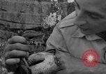Image boa constrictor de bébé Panama, 1953, de la seconde 42 séquences d'archives historiques vidéo 65675048571
