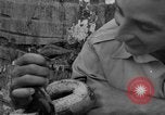 Image boa constrictor de bébé Panama, 1953, de la seconde 44 séquences d'archives historiques vidéo 65675048571
