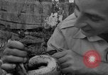Image boa constrictor de bébé Panama, 1953, de la seconde 45 séquences d'archives historiques vidéo 65675048571