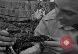Image boa constrictor de bébé Panama, 1953, de la seconde 46 séquences d'archives historiques vidéo 65675048571