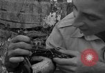 Image boa constrictor de bébé Panama, 1953, de la seconde 47 séquences d'archives historiques vidéo 65675048571