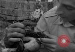 Image boa constrictor de bébé Panama, 1953, de la seconde 48 séquences d'archives historiques vidéo 65675048571