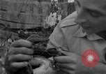 Image boa constrictor de bébé Panama, 1953, de la seconde 49 séquences d'archives historiques vidéo 65675048571