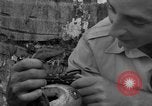 Image boa constrictor de bébé Panama, 1953, de la seconde 51 séquences d'archives historiques vidéo 65675048571
