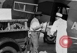 Immagine di La Polonia Cina pig Kansas City Missouri USA, 1931, secondo 41 filmato di repertorio 65675048703
