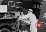 Immagine di La Polonia Cina pig Kansas City Missouri USA, 1931, secondo 42 filmato di repertorio 65675048703