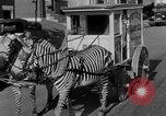 Image of Zebra driven carriage Saint Louis Missouri USA, 1931, second 19 stock footage video 65675048705