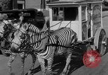 Image of Zebra driven carriage Saint Louis Missouri USA, 1931, second 20 stock footage video 65675048705