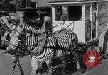 Image of Zebra driven carriage Saint Louis Missouri USA, 1931, second 21 stock footage video 65675048705