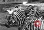 Image of Zebra driven carriage Saint Louis Missouri USA, 1931, second 22 stock footage video 65675048705