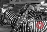Image of Zebra driven carriage Saint Louis Missouri USA, 1931, second 23 stock footage video 65675048705