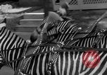 Image of Zebra driven carriage Saint Louis Missouri USA, 1931, second 24 stock footage video 65675048705