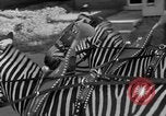 Image of Zebra driven carriage Saint Louis Missouri USA, 1931, second 25 stock footage video 65675048705